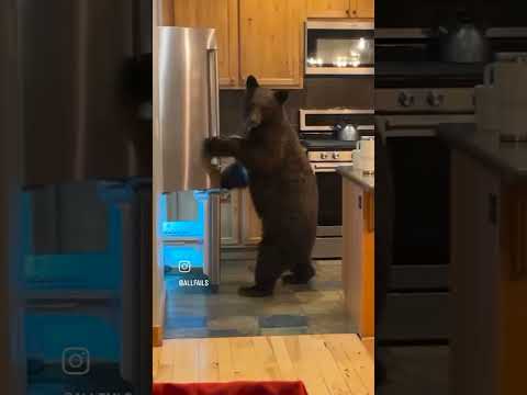 The Great Bear Fridge Heist