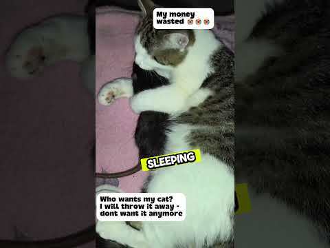 Cat freins with a mouse