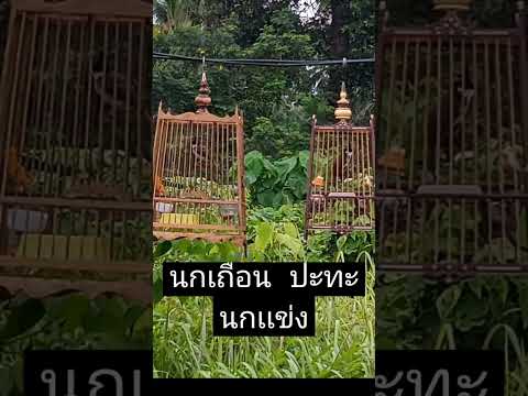 นกกรงหัวจุก นกเถื่อนปะทะนกเเข่ง
