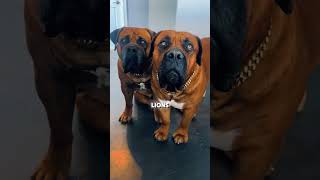 Meet the Strongest Guard Dogs Ever!