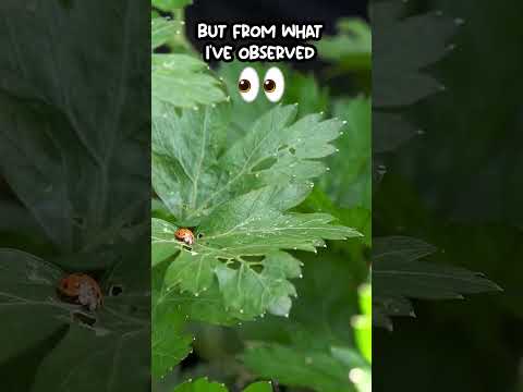 Curiosities about parsley #short #naturalhair #parsley #plantslover