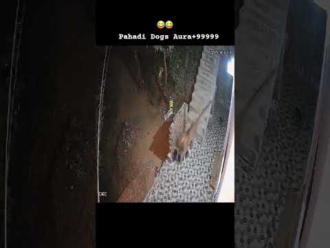 #uttarakhandi #pahadisong #pahadilifestyle #garhwal #viralshorts #trendingvideo