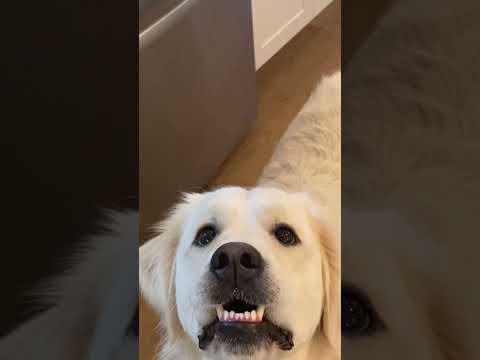 Rehehehe