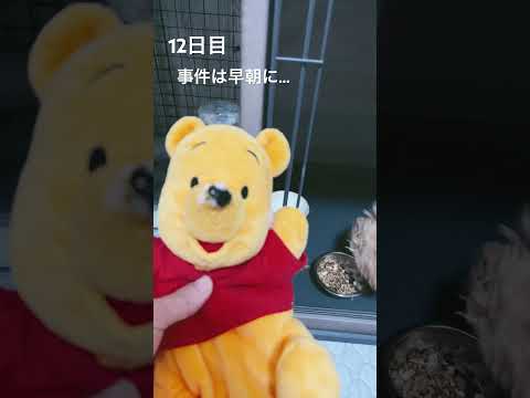 12日目　遂に相棒ぷうさんの鼻が...
