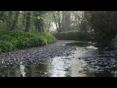 Morning Ambience - Birds Music, Forest Ambient Sounds