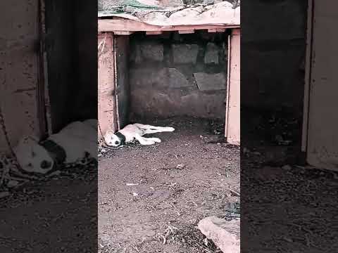 #stray #dog #doglover #humanity every #stray dog deserve #love offer some food and shelter