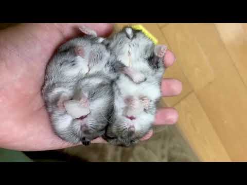 お腹を見せて梨を食べるハムスター🐹⚠︎注意⚠︎(声入ってます')