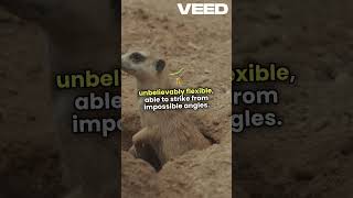 Cerastes: The Horned Serpent of the Sands #MythicalCreatures #Cerastes #DesertLegend