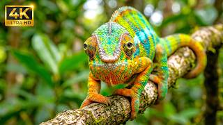 Beautiful Animal World in 4K 🌿 Relaxing Wildlife Scenes with Soothing Music