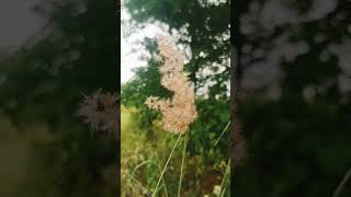 #naturelovers #feelgoodvibes #feelgoodmusic