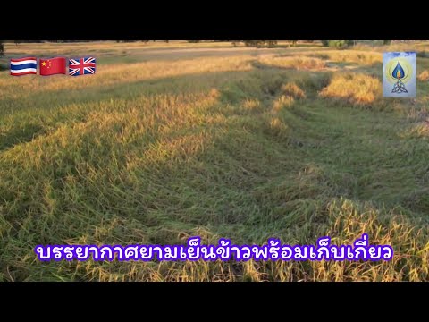 EP32 บรรยากาศยามเย็นข้าวพร้อมเกี่ยว#ทุ่งนา#ธรรมชาติ#วิวธรรมชาติ#nature#naturelovers#เกษตรอินทรีย์