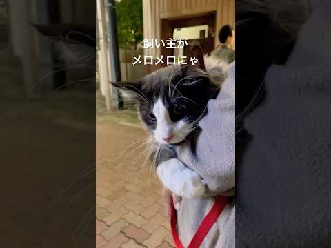 リキリコとおでかけ#親子猫#母猫#ノルウェージャンフォレストキャット