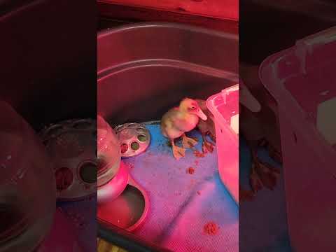 Funny Little Ducks #ducks #duckling #cuteanimals #nature
