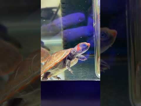 My *RARE* Pet Turtles From The Amazon!! #shorts
