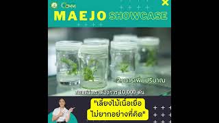 Maejo Showcase |  เลี้ยงไม้เนื้อเยื่อ ส่งออกได้ ไม่ยากอย่างที่คิด