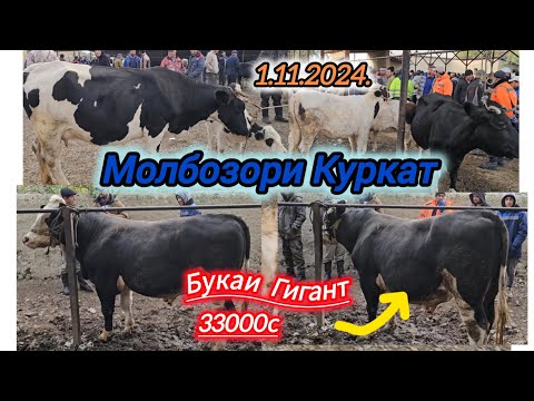 МОЛБОЗОР ХУДЧАНД КУРКАТ 1 НОЯБР ОЧА БАЧА ГУНОЧИНХО БУКАЧАХО НИГОХБОРИ