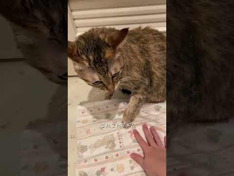 帰省前のお約束　#猫 #ネコズ #猫のいる暮らし