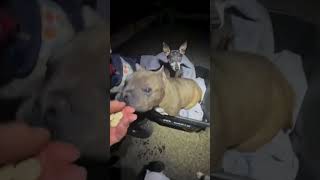 God has sent these dogs, 🐕 help them 🥺🤢😭#helpdog#dog#adoption#adoptnokparare#saucedo#dogrescued#view
