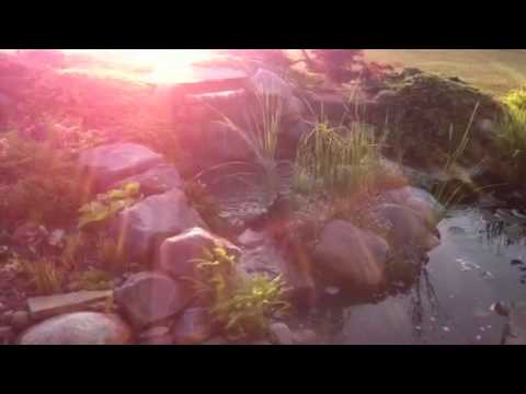 Pond at sunrise