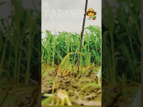 farming pakka karobar ni #slowedandreverb ##haryanvi #farmer #khetibadi #viralshorts #hits#instagram