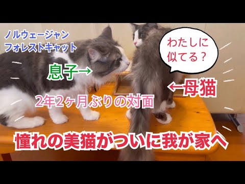 母猫をお迎えしました#ノルウェージャンフォレストキャット#母猫#猫の親子#ミニチュアシュナウザー