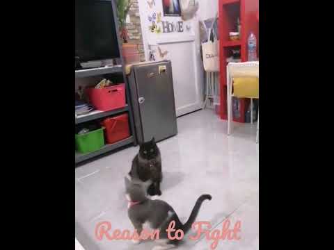 Reason to Fight #catlover #catsshorts #cat #catvideos #fighter