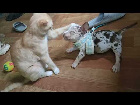 American bully cham2x X Garry