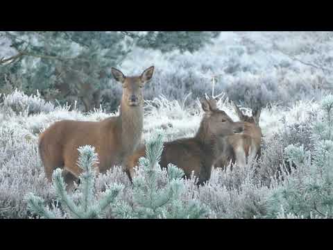 Pexels Videos 2437257