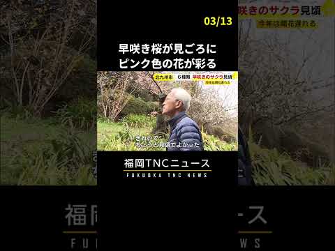 春の足音…早咲きのサクラ見ごろ　河津桜や寒桜など6種類　冷え込みで例年より2週間ほど遅く #shorts #福岡 #ニュース #桜 #fukuoka