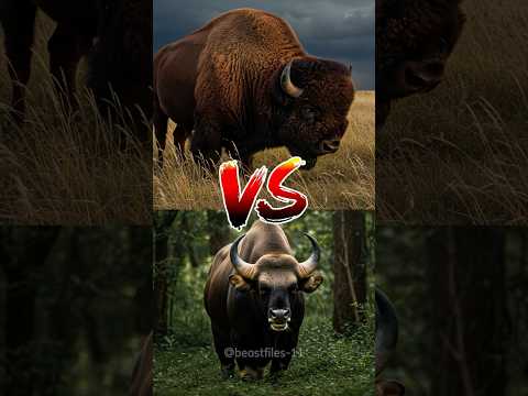 AMERICAN BISON VS INDIAN GAUR - Which is stronger? #wildanimals #americanbison #shorts #indiangaur
