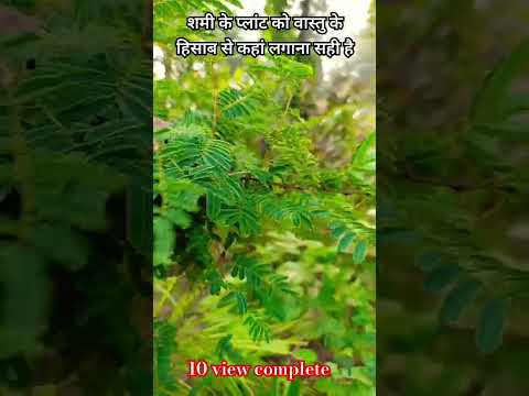 शमी के प्लांट को वास्तु के हिसाब से कहां लगाना सही है#motivation #plants #tree #garding #tips#shorts