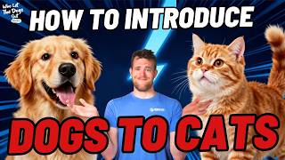 How to Introduce Dogs and Cats — Dog Talk Ep. 109
