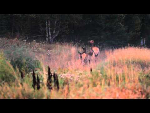 Elk Being Harassed by Coyotes