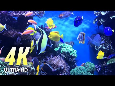 4K (ULTRA HD) AQUARIUM VIDEO.  Healing Music for the Heart and Body Vessels