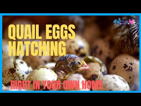 Incredibly Cute Quail Eggs Hatching Right In Your Home