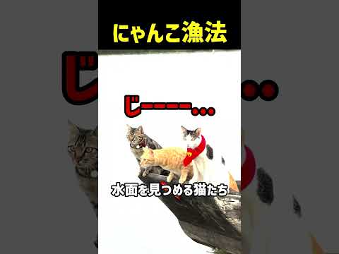にゃんこ漁法