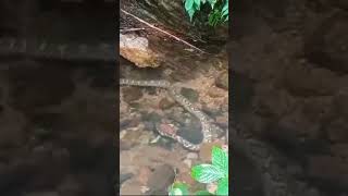 පිඹුරා #Indian Rock Python #pythonidea family #srilanka #sinharaja #shortvideo #trending #viralvideo