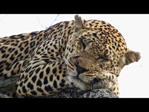 Leopard Hunting 101 With Kevin Robertson