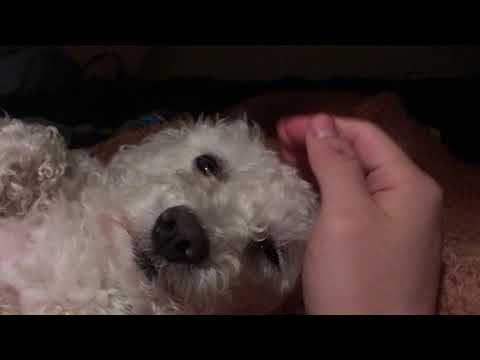 Dog whines if not petted