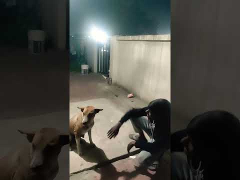 dog vlog #funny #comedy #doglover #pets #cute #ipl