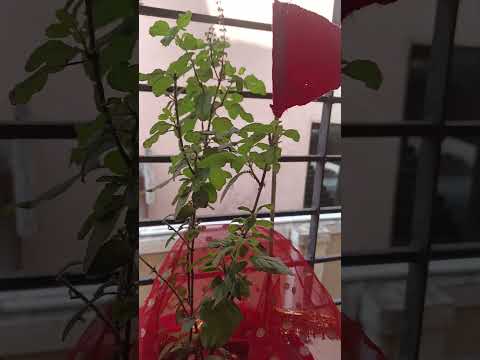 Tulsa Vivaah Special #tulsibhajan #tulsimatakebhajan #music