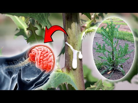 Wild Lettuce Sap is Growing in Your Yard – And It's Like Liquid Gold for Your Brain!
