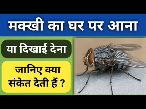 मक्खी का घर में आना संकेत | Ghar mein makkhi ka aana | makkhiyo ka ghar mein aana sanket