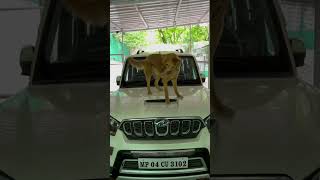Mahindra Scorpio Classic s11 build 5 star Safety rating #funny 🤪😂 #shorts #scorpio #enginewithevs
