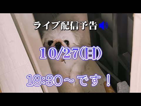 ライブ配信予告🔊10/27(日)18:30〜です！