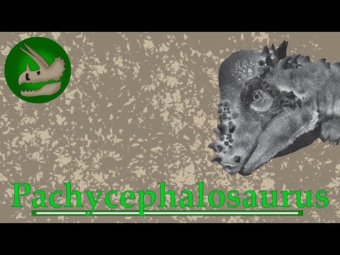 Pachycephalosaurus | The Living Battering Ram