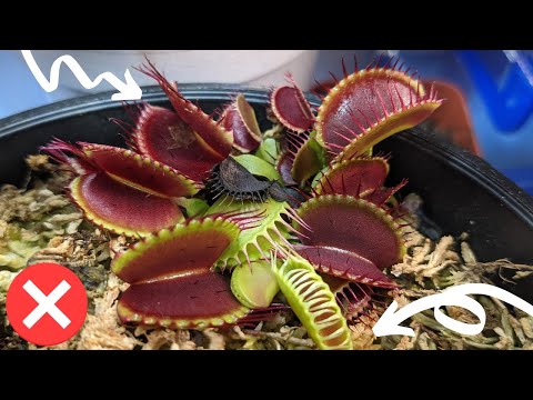 5 Venus Flytrap Silent Killers (to avoid at all costs!) - plus care and growing tips 🌱💡