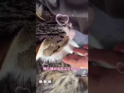 猫の毛を逆撫でるような事をしてみた結果