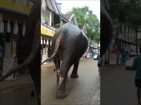 Meeting the Elephants of Pinnawala 🐘❤️ | Travel in Sri Lanka
