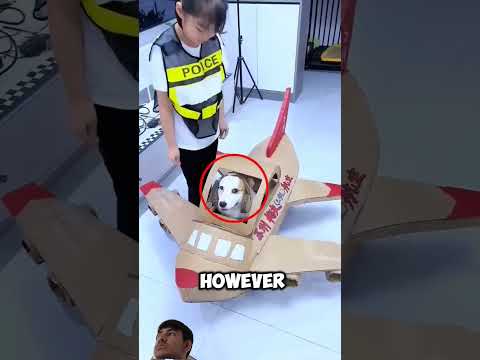 the puppy in airplane 🥰 #puppy #sad #viral #shortvideo #shots #youtubeshorts #shorts